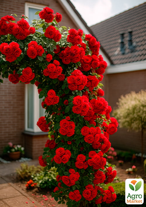 

Роза плетистая Пол скарлет клаймер (саженец класса АА+) высший сорт