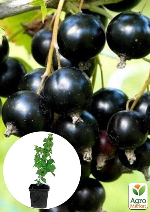 

Смородина чорна Оджебін укорінена в контейнері (ранній термін дозрівання)