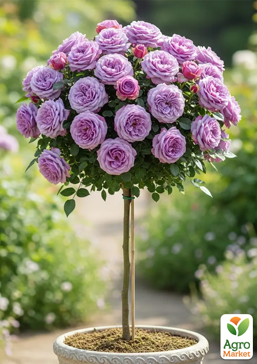 

Роза штамбовая Blue Parfum (саженец класса АА+) высший сорт