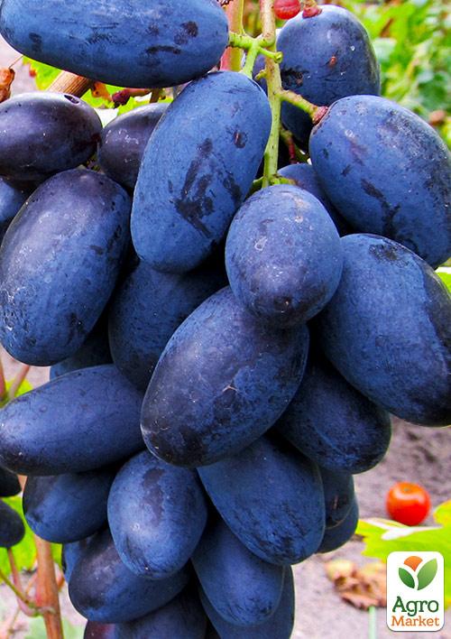 

Виноград Велика (середньо-ранній термін дозрівання)