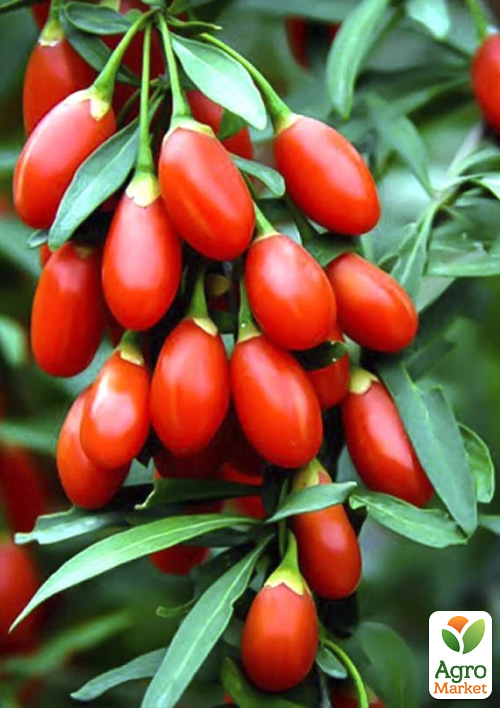 

Годжі 2-річний «Korean Big» (укорінений в контейнері)