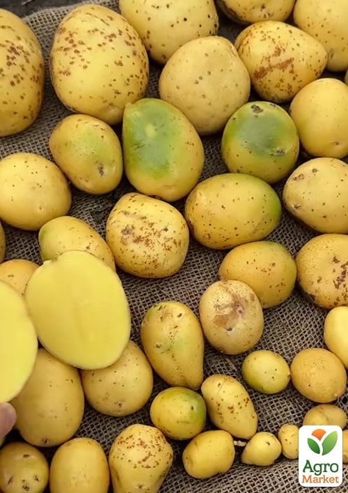 

Картопля Мікадо насіннєва рання (1 репродукція) 1кг
