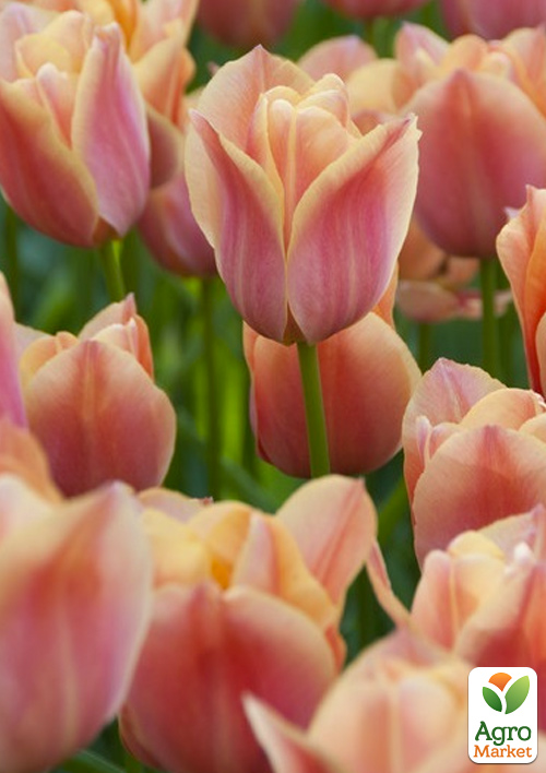 

Тюльпан Apricot Favorite