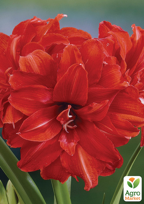 

Гіппеаструм махровий «Celica» (Амариліс)