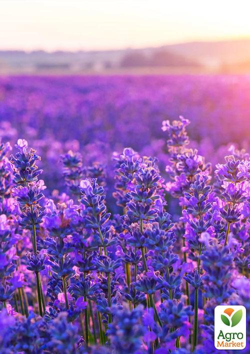 

Лаванда английская узколистная Сиреневый туман (Рurple Haze)