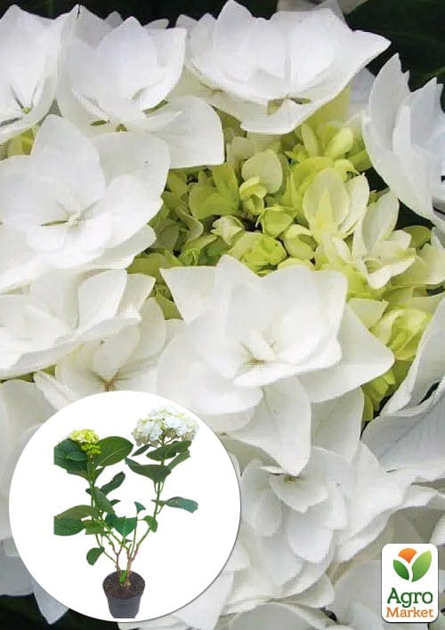 

Гортензия цветущая крупнолистная Доппио Бьянко (Hydrangea macrophylla Doppio Bianco) вазон С1,5