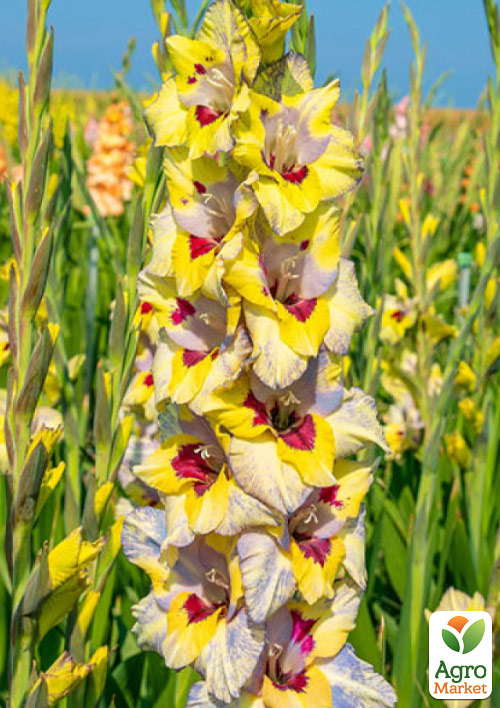 

Гладіолус Oracle