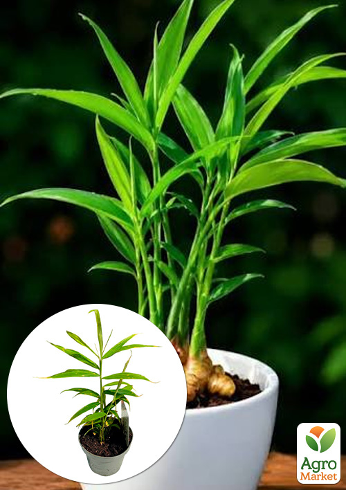 

LMTD Имбирь комнатный Zingiber officinale `Bontemps` высота 15-25см