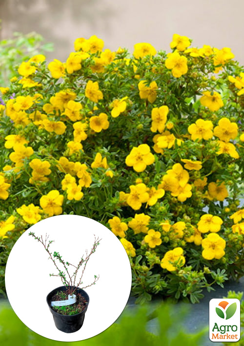 

Лапчатка Кустарниковая 2-х летняя Gold Star, С2