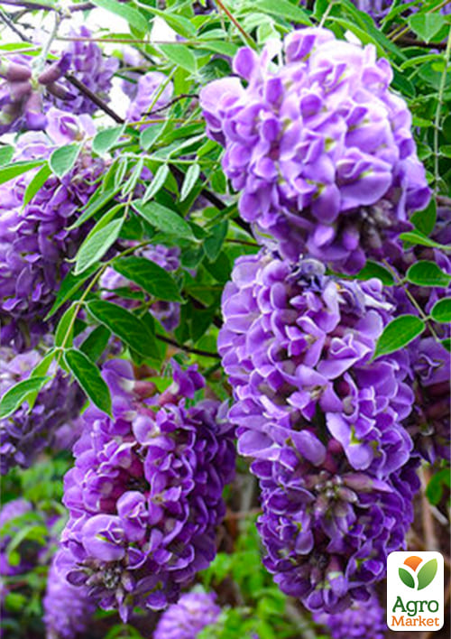 

LMTD Вистерия (глициния) Longwood Purple 2-х летняя (высота 50-70см)