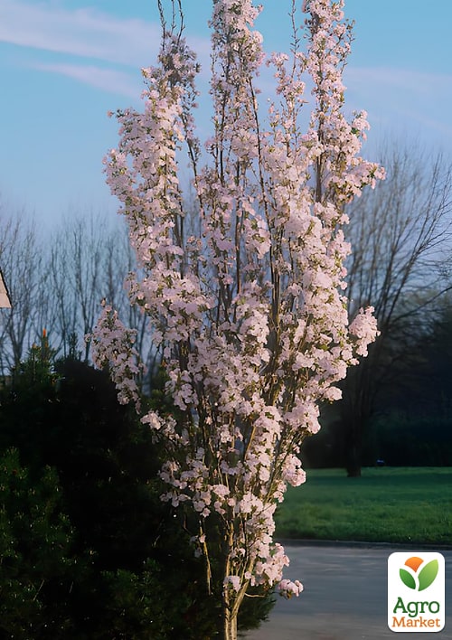 

Сакура на штамбе Амоногава (возраст от 2-х лет, высота 130-160см)