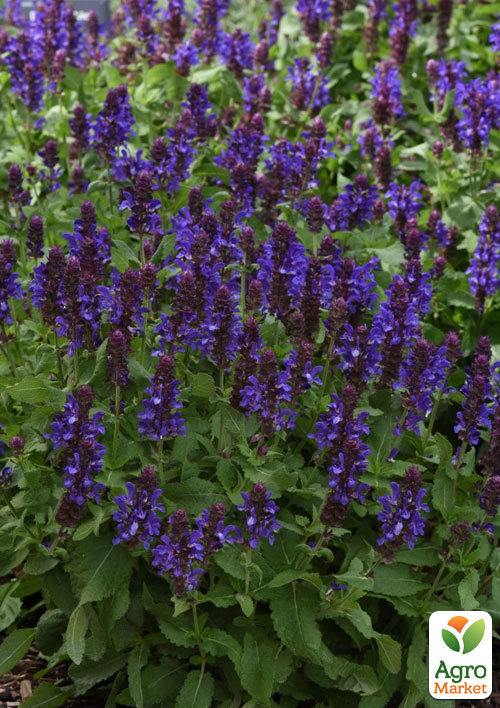 

Шалфей Дубравный Blue Marvel