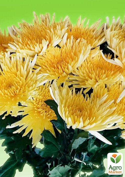 

Хризантема "Kodiak Yellow" (низкорослая среднецветковая)