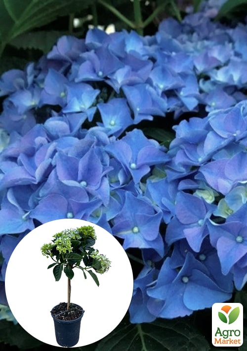 

LMTD Гортензія на штамбі крупнолистова квітуча 4-річна Early Blue (50-60см)