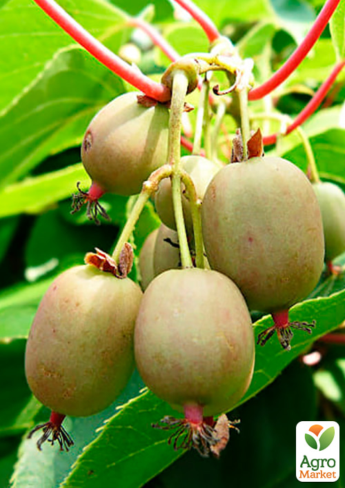 

Актинідія 2-річна аргута Ріма (міні-ківі, морозостійкий сорт) вазон С1,5