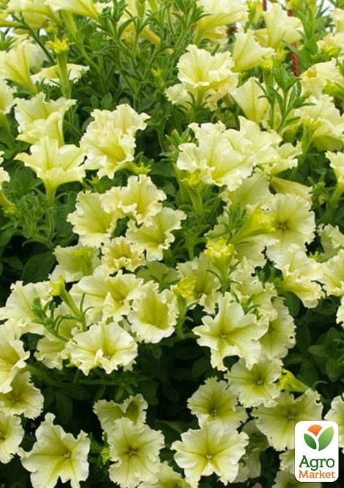 

Сурфиния Lime (контейнер № 10, высота 10-15 см)