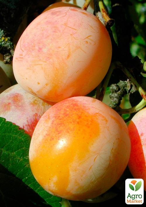 

Эксклюзив! Слива красно-оранжевая Мудрость природы (Wisdom of nature) (премиальный зимостойкий сорт, средний срок созревания)