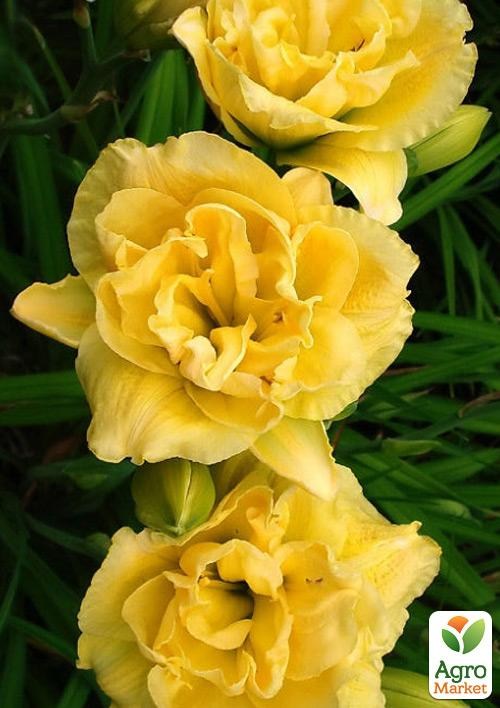 

Лилейник Yellow Bouquet