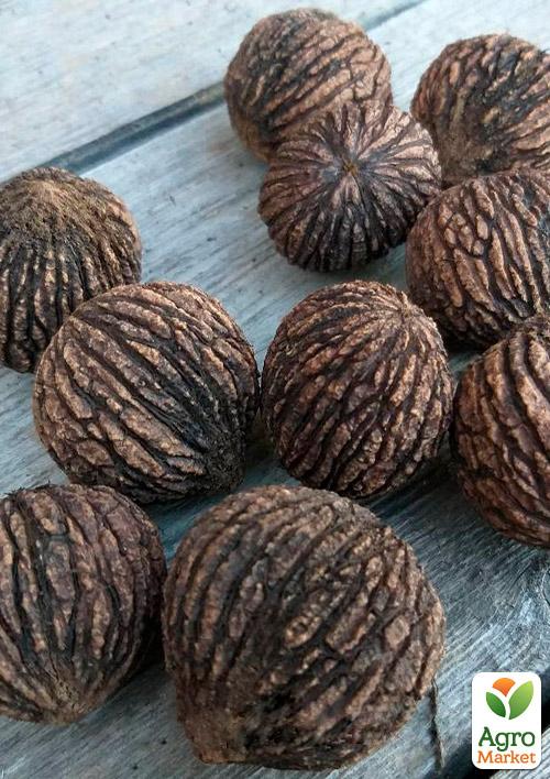 

Ексклюзив! Горіх чорний Родзинка саду (Highlight of the garden) (преміальний дуже смачний сорт, середній термін дозрівання)