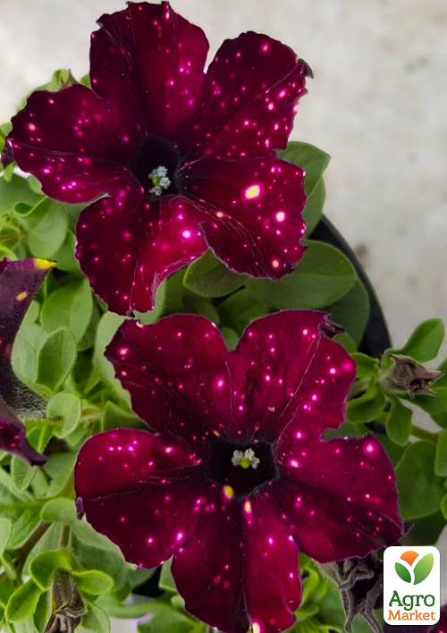 

Петуния Alpetunia Burgundy Sky