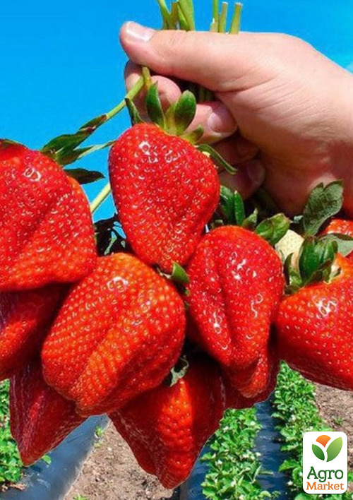 

Полуниця Ерос 5шт (середній термін дозрівання)