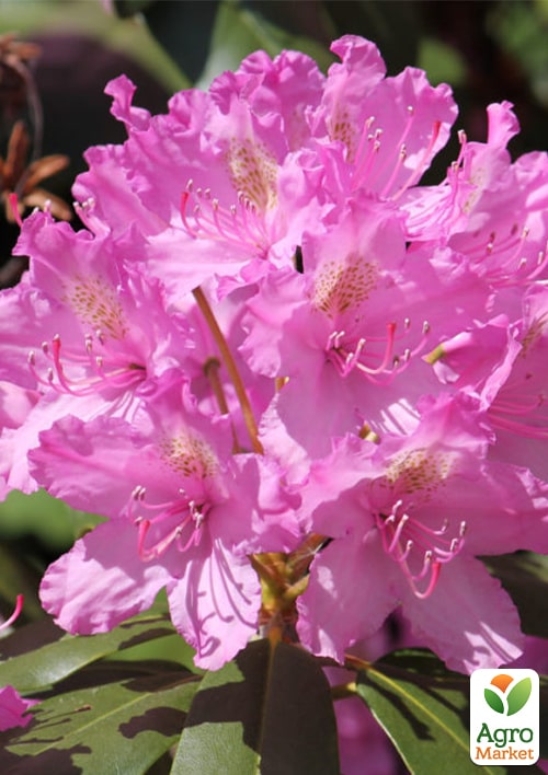 

Рододендрон гібридний Янка (Janka)