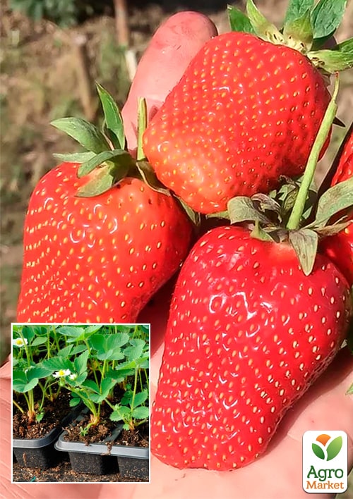 

Полуниця Лючія Касетна Розсада (ранній, великоплідний сорт, фермерське вирощування)