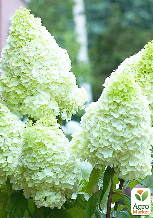 

Эксклюзив! Гортензия метельчатая лайм Леди Шик (Lady Chic) (морозостойкий сорт)