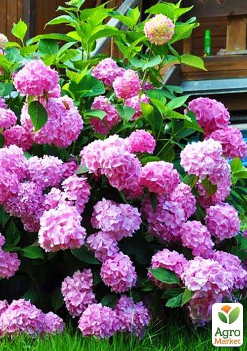 

Гортензия крупнолистная розовая Балмер (Balmer)