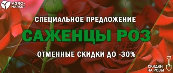 Акция! Отменные скидки до -30% на качественные саженцы роз Акция! Отменные скидки до -30% на качественные саженцы роз