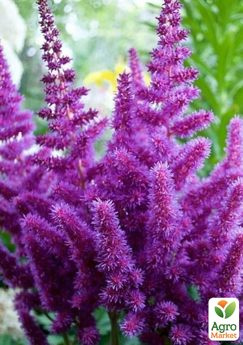 

Астильба китайська Purpurlanze