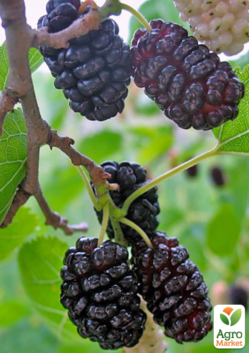 

Шовковиця щеплена великоплідна «Королівська» (великолиста, літній сорт, середній термін дозрівання)