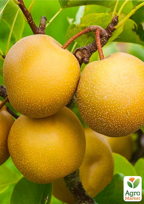 

Азиатская груша Шин Ли (осенний сорт)