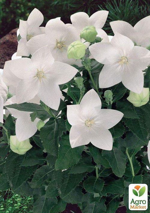 

Ширококолокольчик (platycodon) Grandiflorus Albus