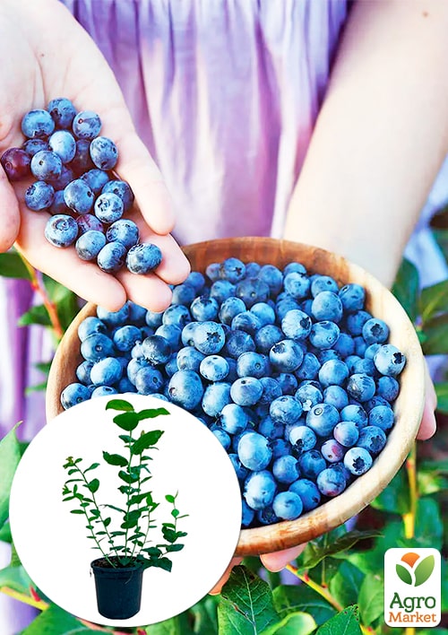 

Лохина (чорниця садова) 2 роки Ласка (ранній термін дозрівання) С2 висота 50-60см