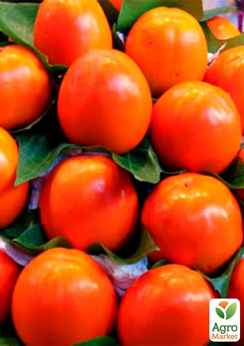 

Ексклюзив! Хурма соковитого яскраво-оранжевого кольору Острів фантазій (Fantasy island) (преміальний морозостійкий сорт на віргінському підщепі)