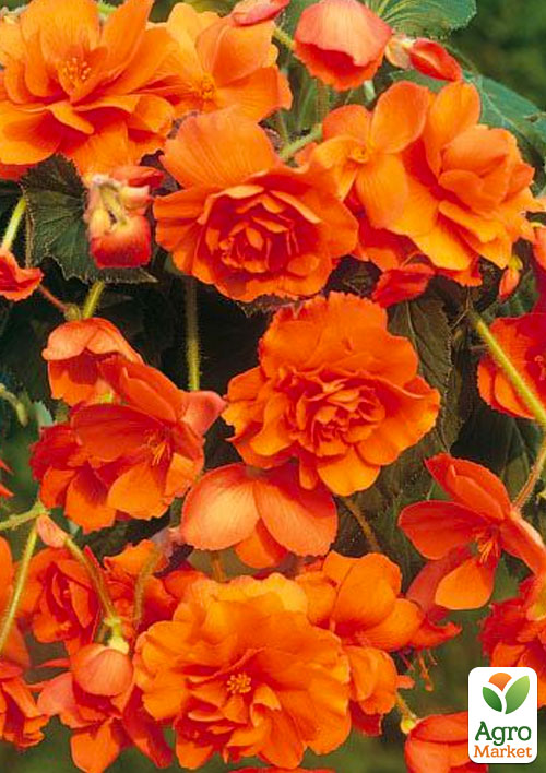 

Бегония ампельная Каскад оранжевая 1 шт
