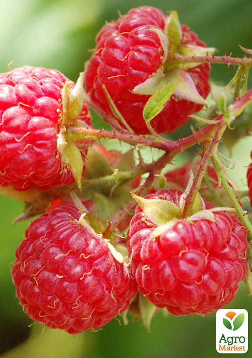 

Малина Аміра (ремонтантний сорт, італійська селекція)