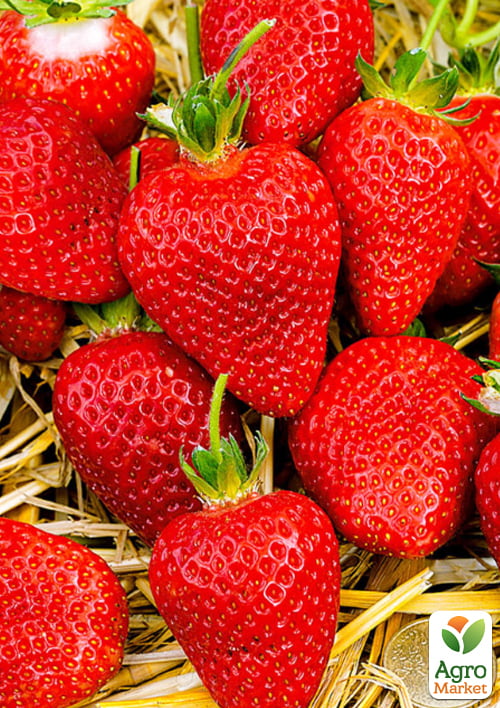 

Полуниця садова Альба (рання, укорінена в контейнері)