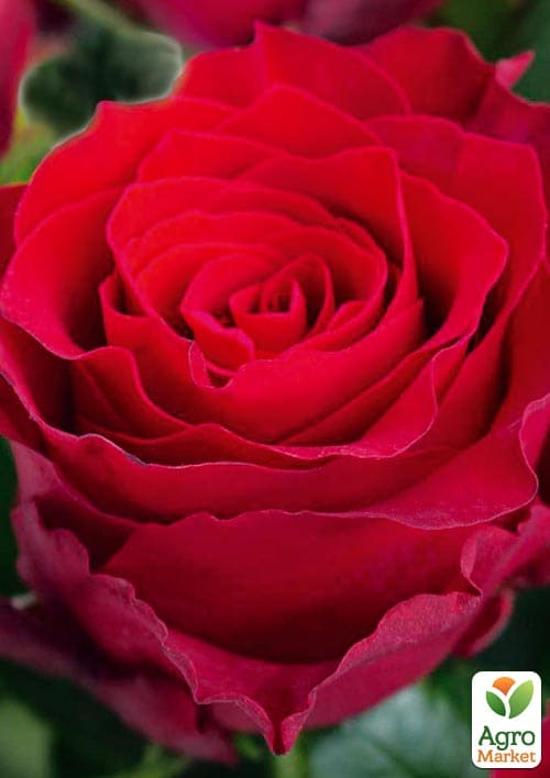 

Роза чайно-гибридная Родос (саженец класса АА+) высший сорт