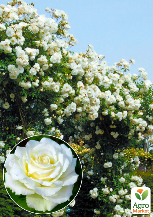 

Эксклюзив! Роза английская плетистая белая Танцующее облако (Dancing cloud) (саженец класса АА+, премиальный сорт, подходит для живой изгороди)