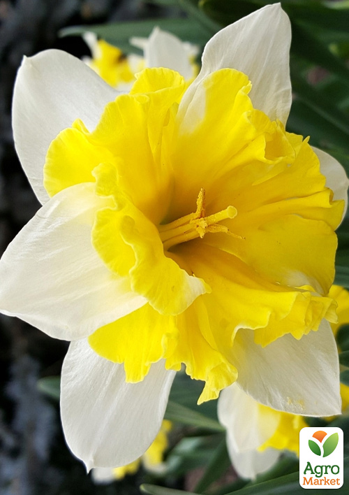 

Нарцисс Cassata