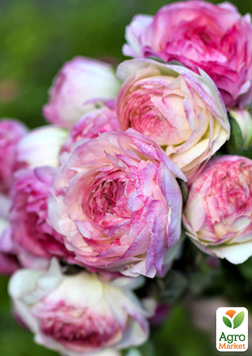 

Лютики (Ранункулюс) Picotee Roze
