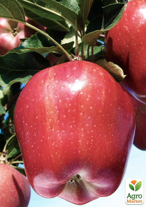 

Яблуня Старкримсон (зимовий сорт, пізній термін дозрівання)