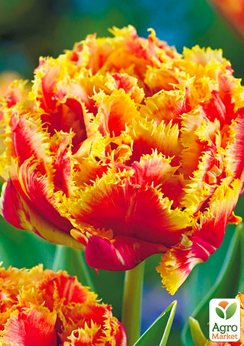 

Тюльпан Gold Dust