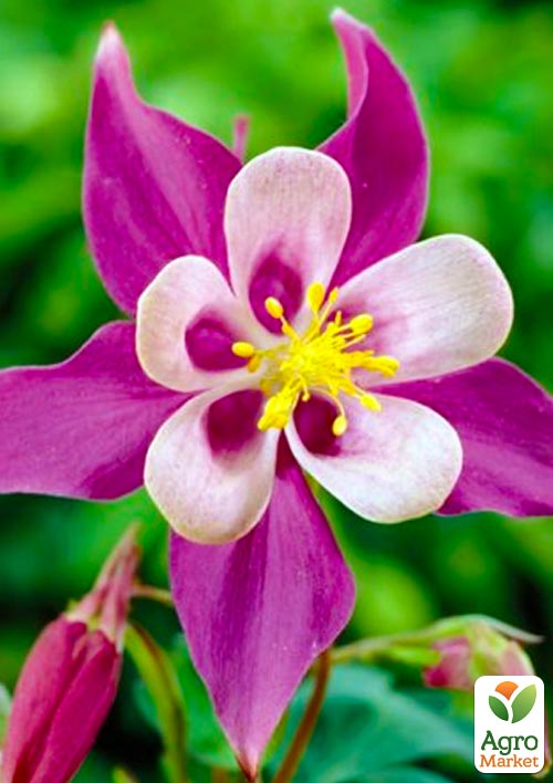 

Аквілегія Mckhana Hybryds 1шт в упаковці