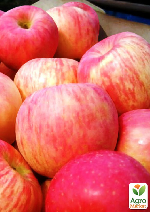 

Яблоня Фуджи кику (зимний сорт, поздний срок созревания)