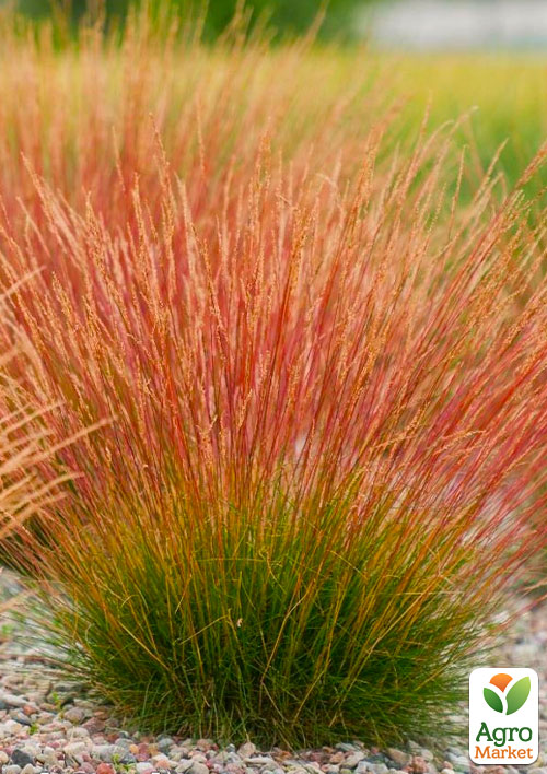 

Овсяница Готье краснолистная Blue Red (Festuca)