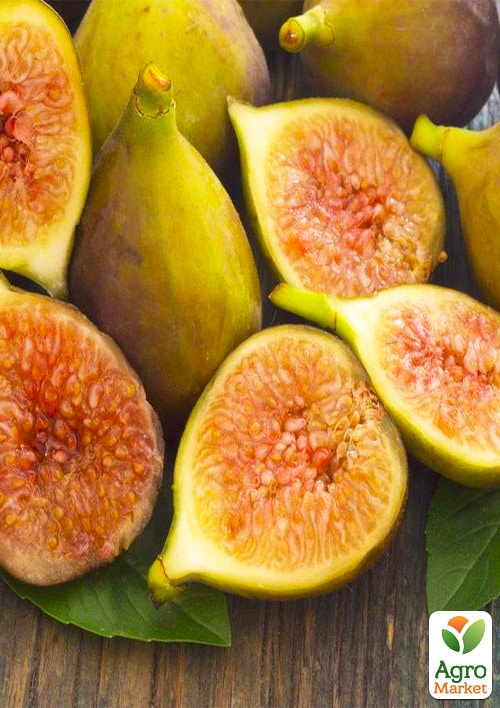 

Інжир Магарачський (самоплідний сорт, середній термін дозрівання)