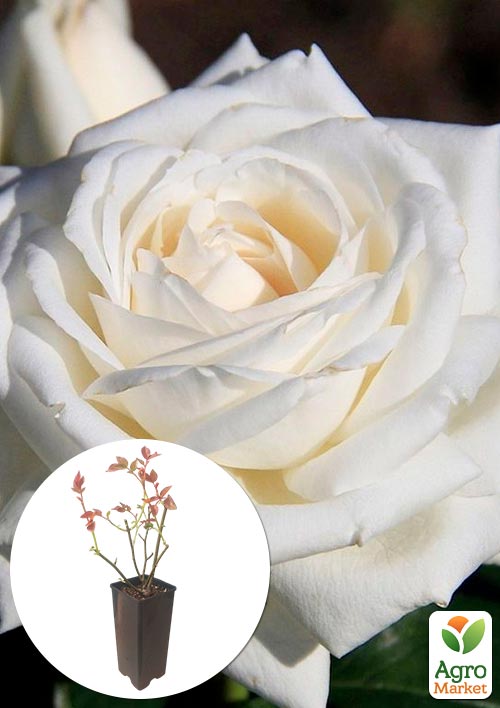 

Роза чайно-гибридная Боинг в контейнере, высший сорт